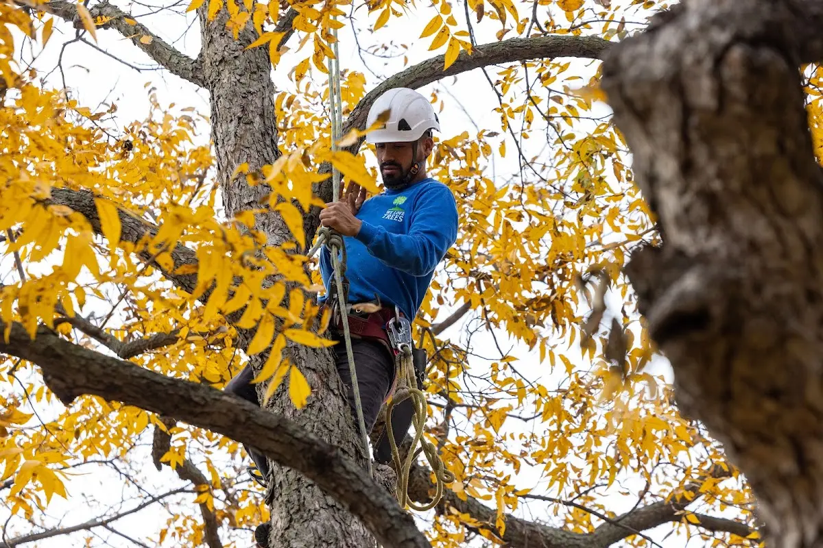 Skilled Tree Transplanting crew working in Winifred